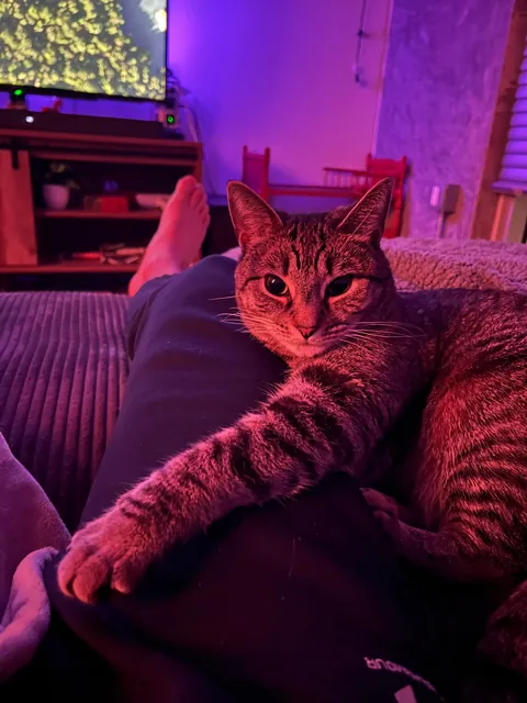 My cat is obsessed with my bf