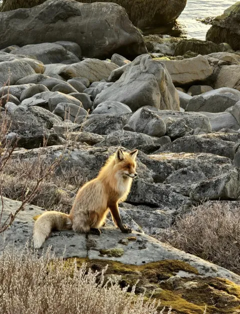 🔥 A vixen sitting by a rocky coast, looking at her mate that went ahead in search of food