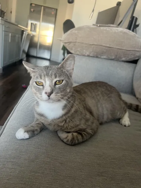 My first cat ever :)