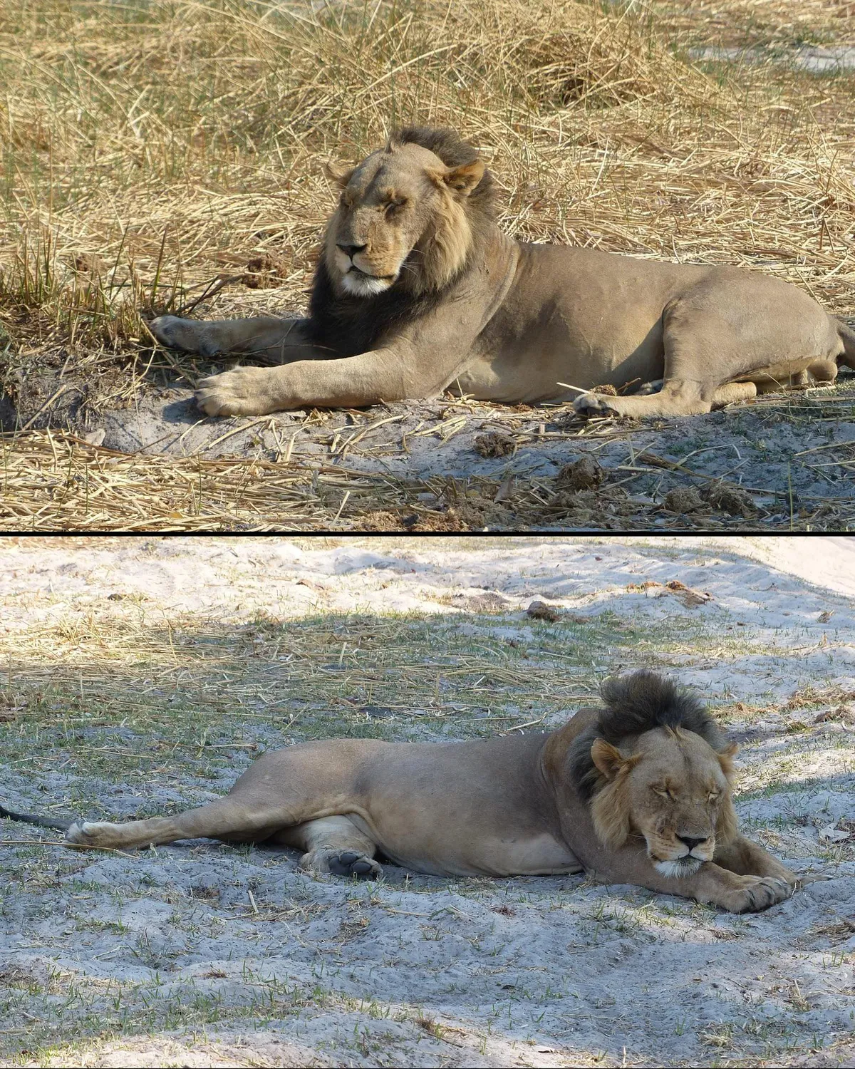 This is what a lion with a receding hairline looks like