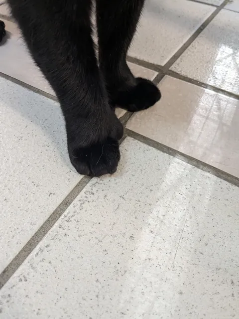 Cattery check-in. Meet Toebin. He's singular. As in, the most extraordinary cat I've ever seen. Not only does he have a flopped ear- he doesn't have paws. This guy has straight up hands. (He also bleps often). Needs adopting!