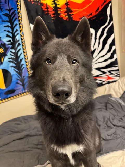 Today is this pupper’s two year birthday!