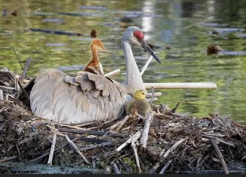 Colts (young sandhill cranes) have about a 50% (high end) survival rate from hatchling to fledging. These expert sandhill crane parents raised a different species alongside their own and have kept both alive. Now they fly and dance together.