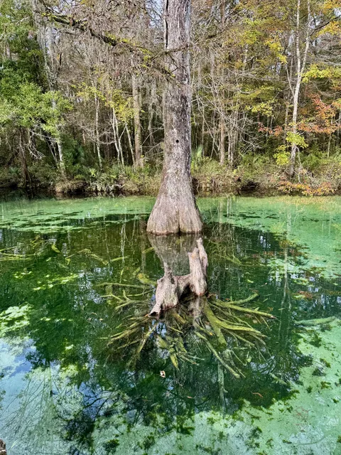 🔥Visible roots of a cypress knee cluster in a Florida spring