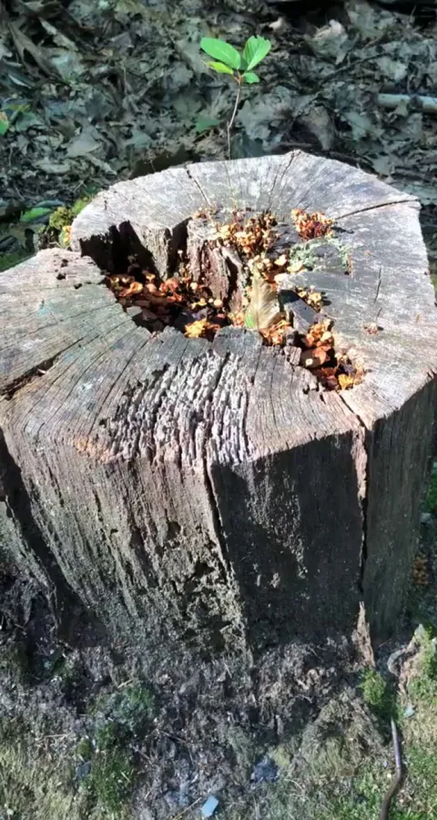 🔥 nestled in his mushroom kingdom 🔥