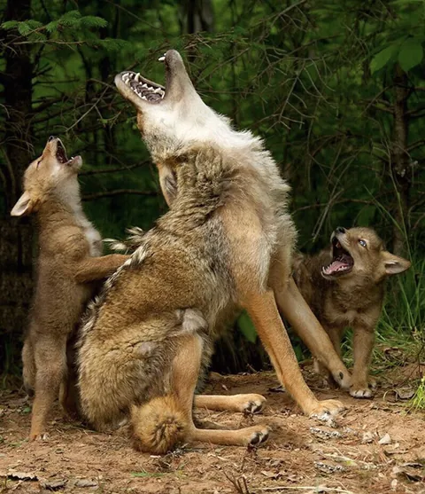 Coyote pups learning how to howl