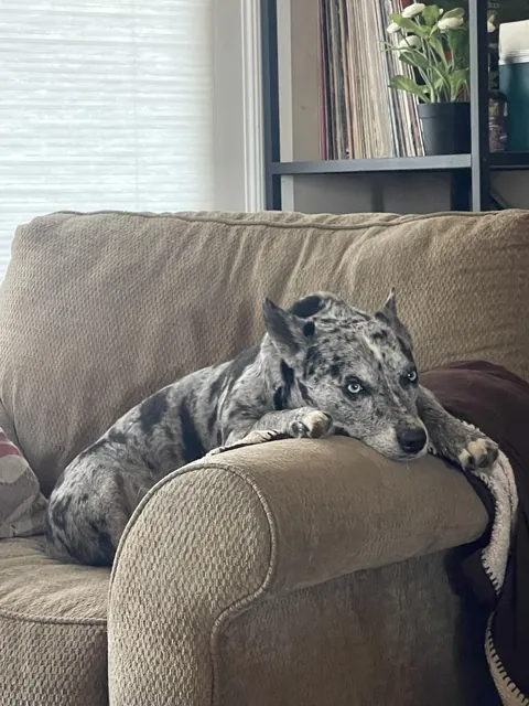 Sweet Sydney. Found as a stray that her first owner let go. Just a gentle lady.