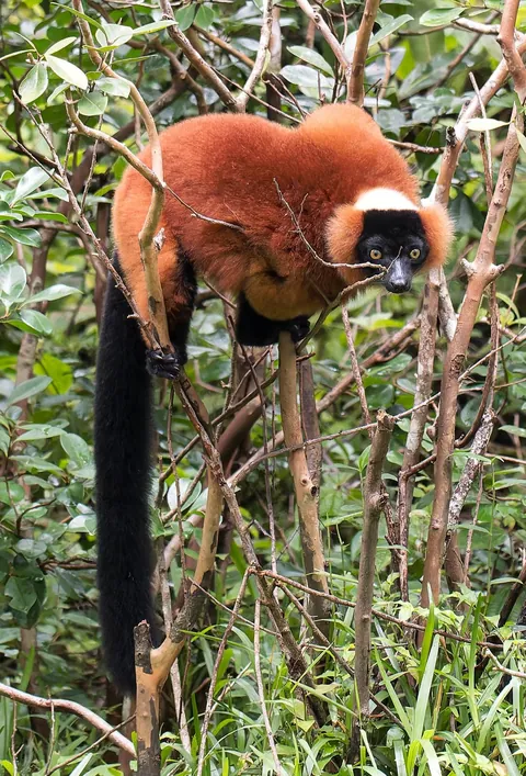 Madagascar : a dying Eden.  It needs you.