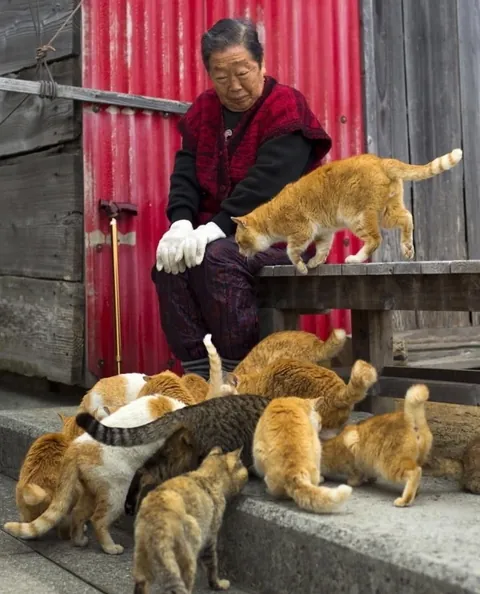 Cat island in japan, give it a scroll!