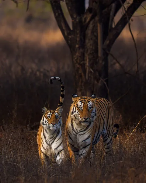 🔥Stunning shots of a gorgeous mating pair from Panna Tiger Reserve.