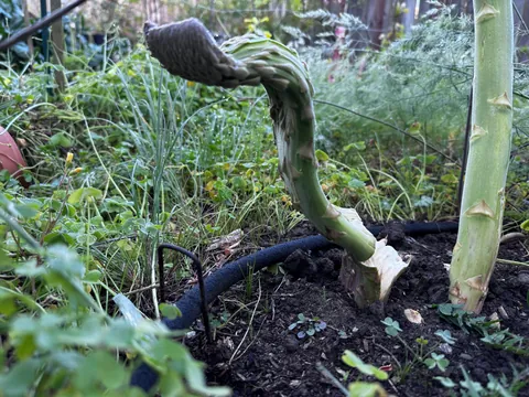 Fascinated asparagus, two week update