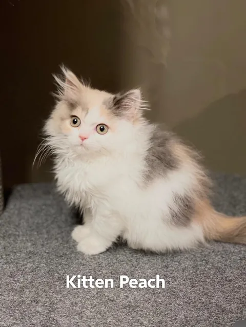 Update: I have the cat my student rehomed 3 years ago and thought had died.