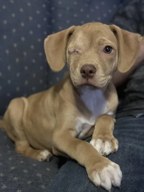 Meet Theodore, our one-eyed foster puppy! 🤍