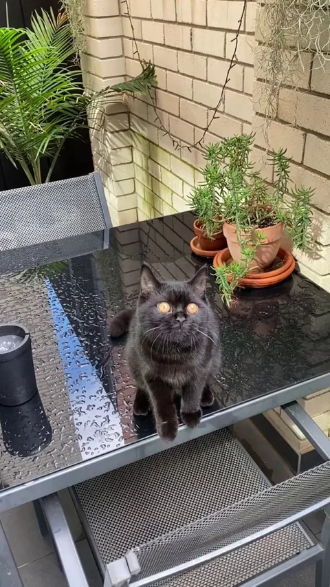 My cat (Dutchee) malfunctioning.