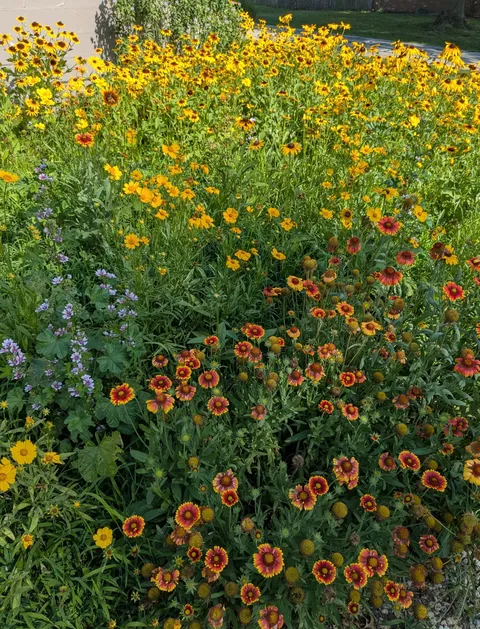 Wildflower chaos garden in full bloom