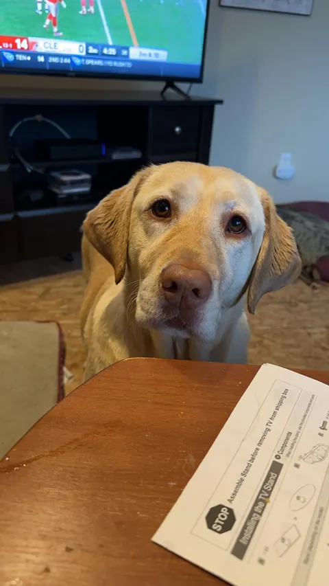 There's just something so relaxing about Labrador's kind eyes