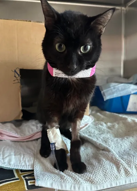 Our rescue’s little warrior, Sunny, got out of the ER Wednesday, and he’s doing good💛