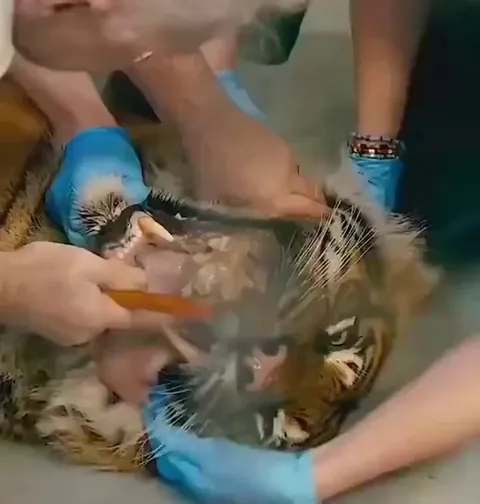 Vet removing a bone stuck to a Tiger's tooth