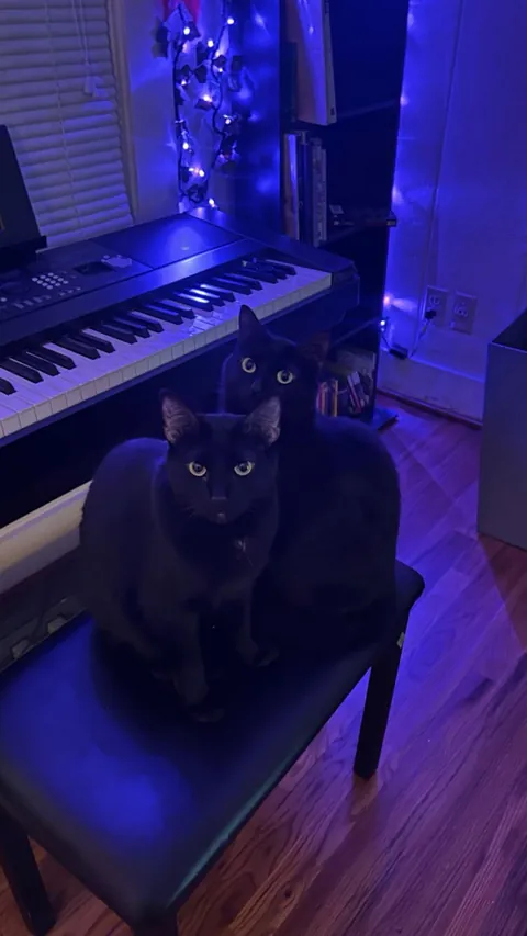 Angry and disappointed I wouldn’t let them play the piano