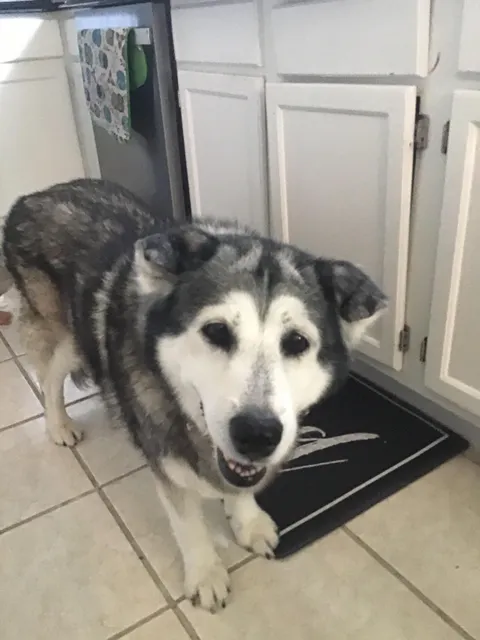 Good girl has been here for me for most of my life :)