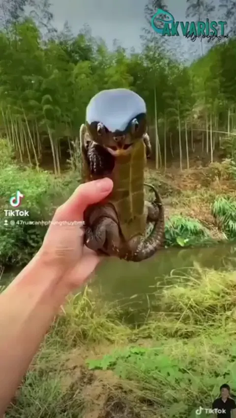 🔥 Platysternon megacephalum (or big headed turtle) is a very odd-shaped turtle with a huge head and a long tail that is almost the same size as its body. 🔥