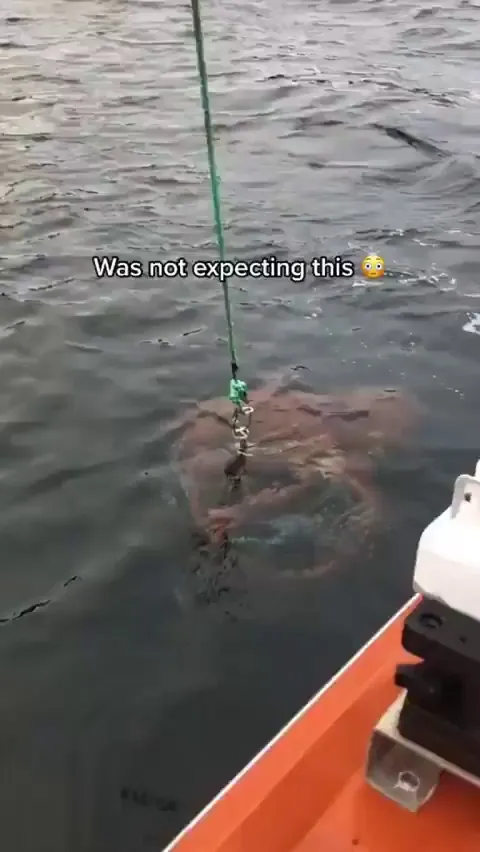 That’s ain’t no octopus that’s kraken 😳