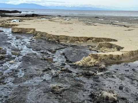 Herring eggs piled so thick it suffocates other marine life