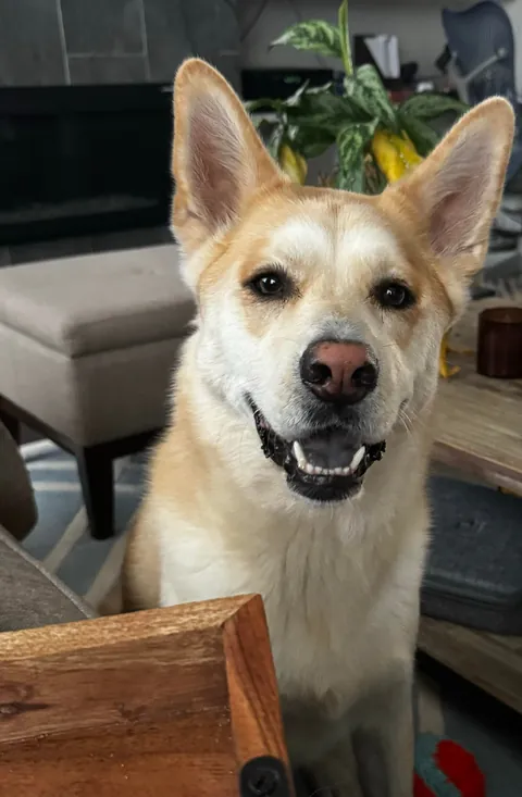 Biscuit turns 5 today! happy birthday to the goodest boi ever!!