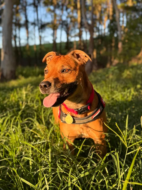 I repot my little potato every night so he gets a good rest before his early morning adventures.
