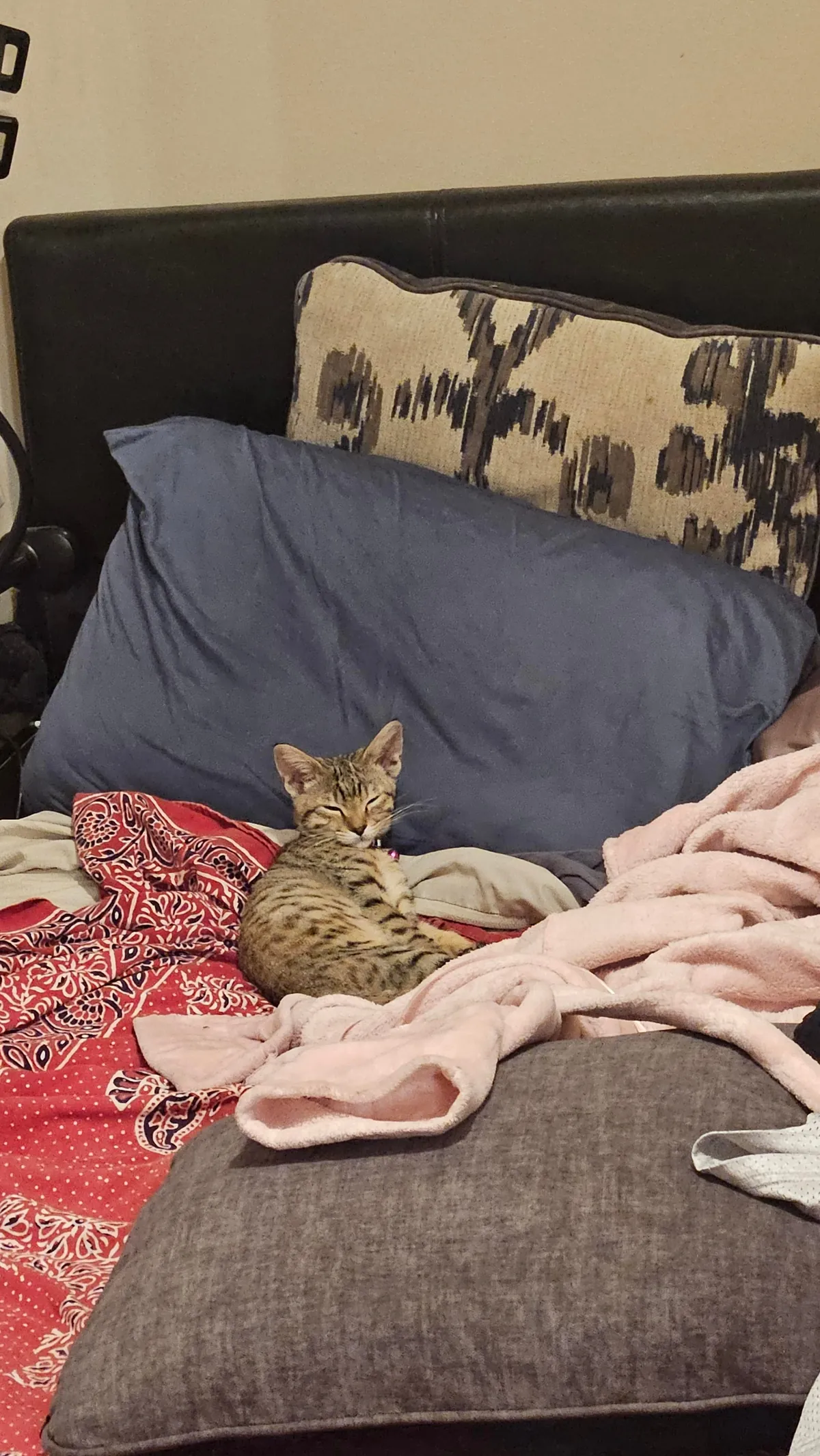 My sweet kitten crossed the rainbow bride today. Thought you all would appreciate some photos of our Mochi girl