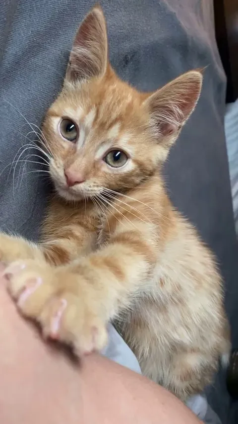 How long does it take for my kitten to recognize his name?
