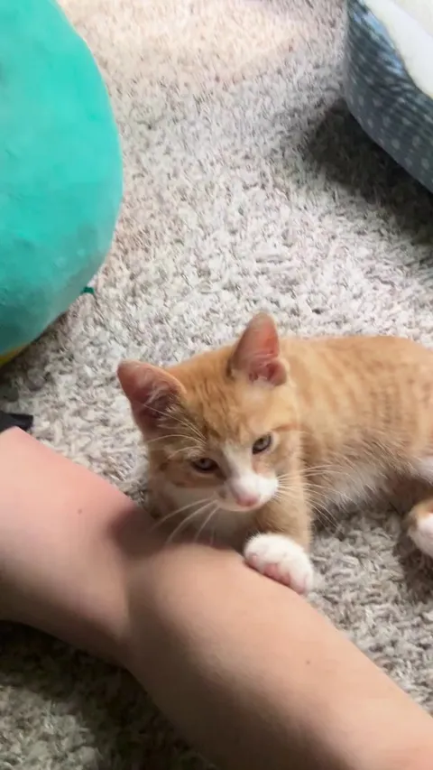 The 2nd day my little Deku was home ☺️. Turn up the volume!