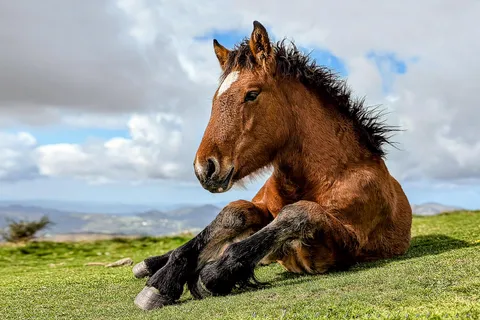 ITAP of a colt basking in the sun
