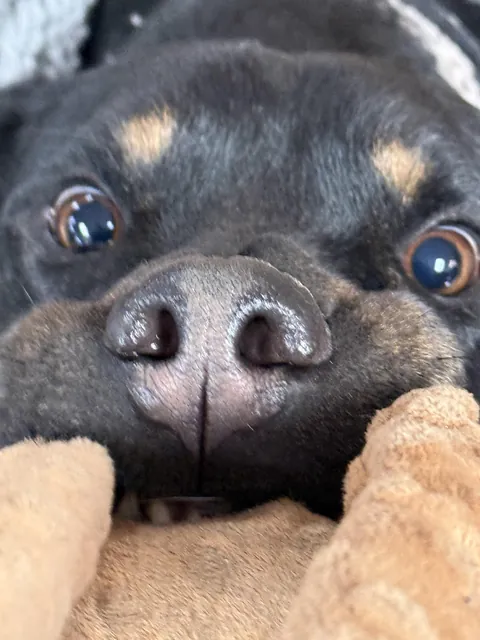 Tug of war is his favorite