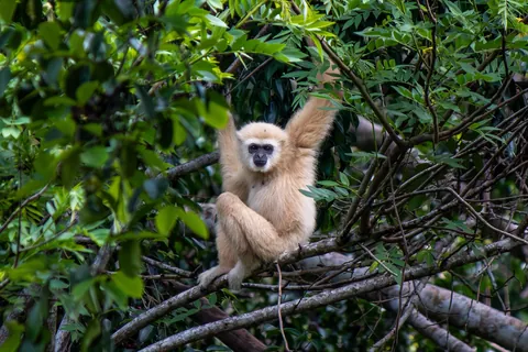 Some Thai wildlife shots from over the last year