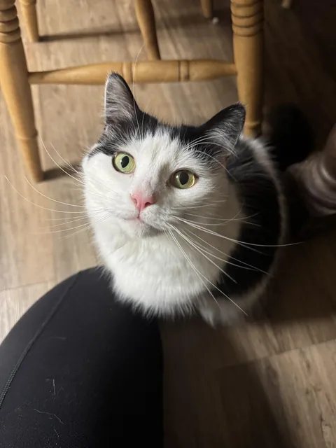 The nose too pink, the eyes too green