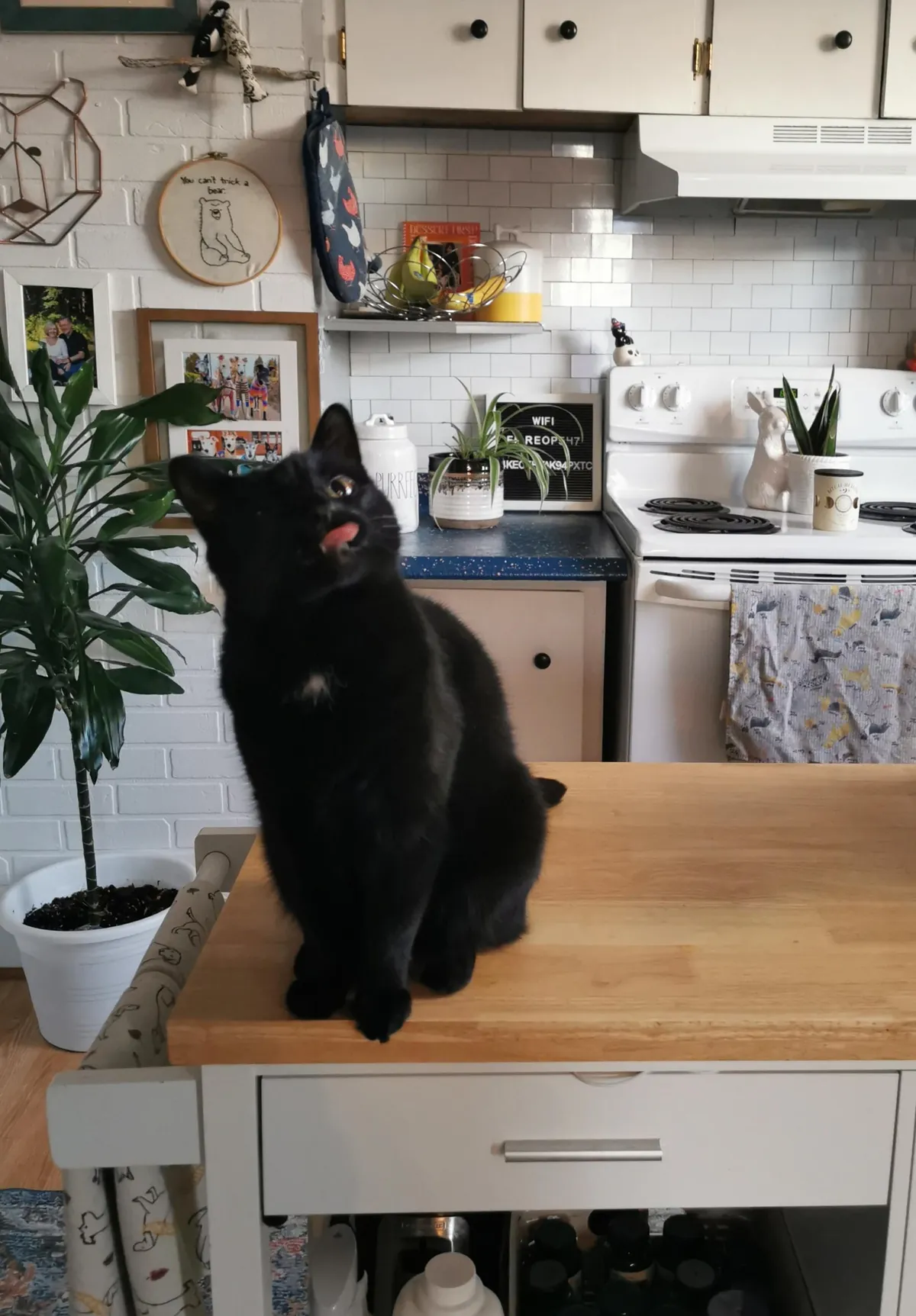 I'm working overnights and forgot to tell my husband about her new morning treat routine so I came home to some interesting faces this am 🖤