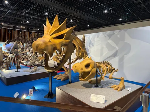 Took my son to the Pokemon Fossil Exhibit. Here are some pictures.