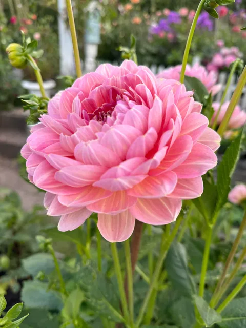 My Safe Haven 🌸💚💖🧚 #summerhouse #garden #paradise