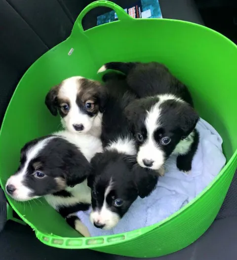 These four are sooo beautiful.