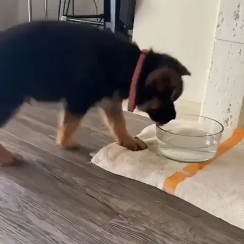 Good boi still hasn't quite figured out the whole "drinking water" thing