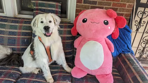 Great Pyranese x Mastiff