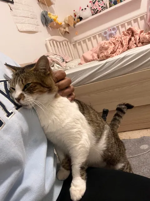 My soul cat is terminally ill, he’ll be crossing the bridge on Monday and idk what to do.