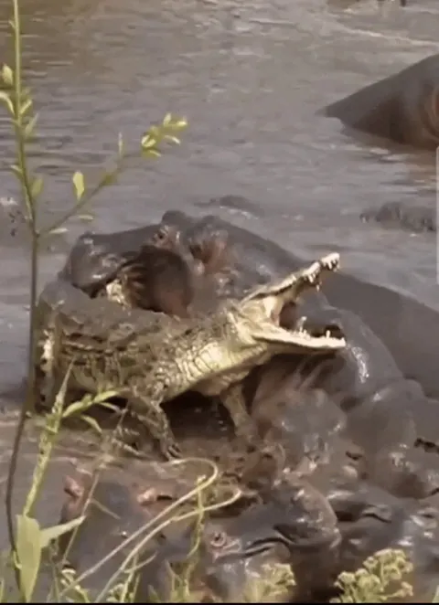 Croc vs a Bloat of Hippos
