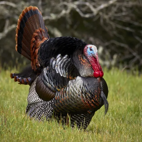 🔥 This Wild Turkey with an immersive array of colors on its feathers