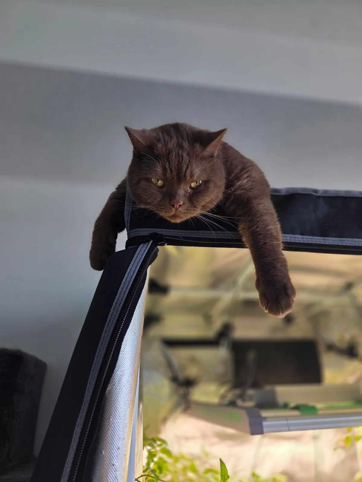 This is his face after working the Graveyard shift guarding my plants.