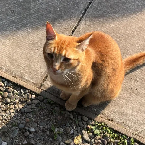 my cat waiting for me when i got back from collage :’)