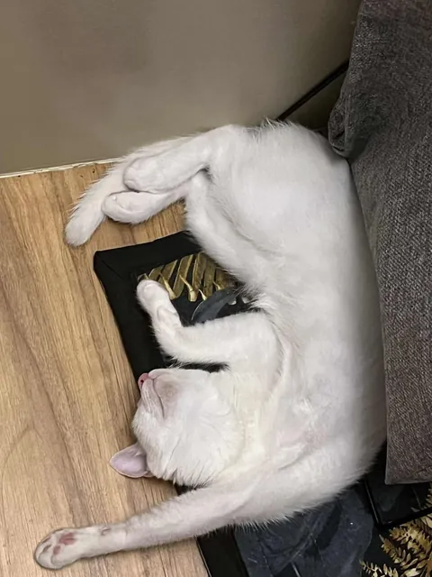 Is my cat normal? Hahahaha.