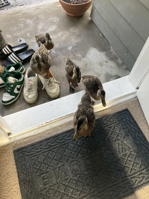 Surprise visitors at back door of house