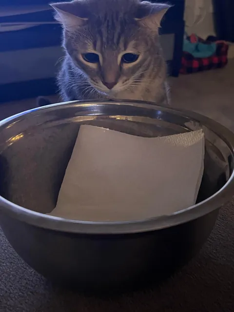 He bit my roommate so I’m posting his ugliest pics